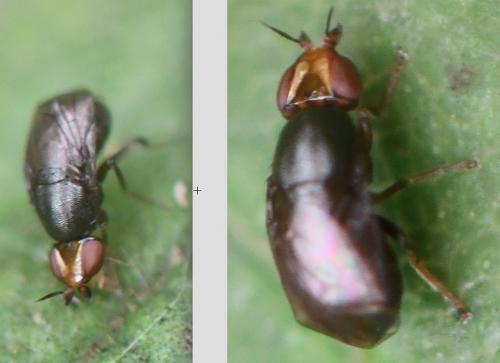 Réf. 268 674 : Camarota curvipennis